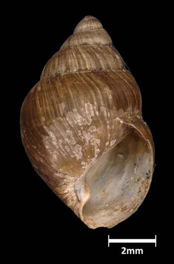 Media type: image;   Malacology 294929 Aspect: apertural